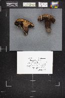 Boletus erythropus image