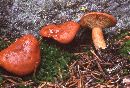 Lactarius luculentus image