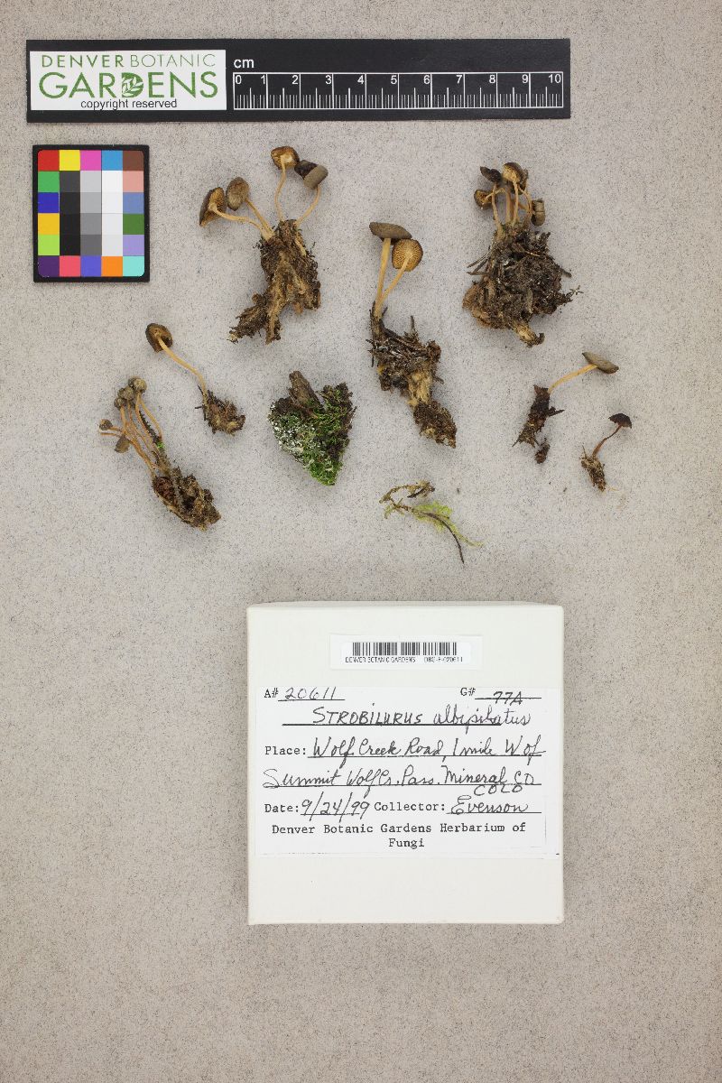 Strobilurus albipilatus image