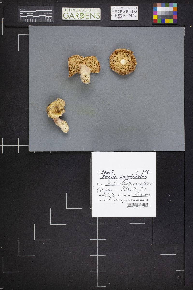 Russula amygdaloides image