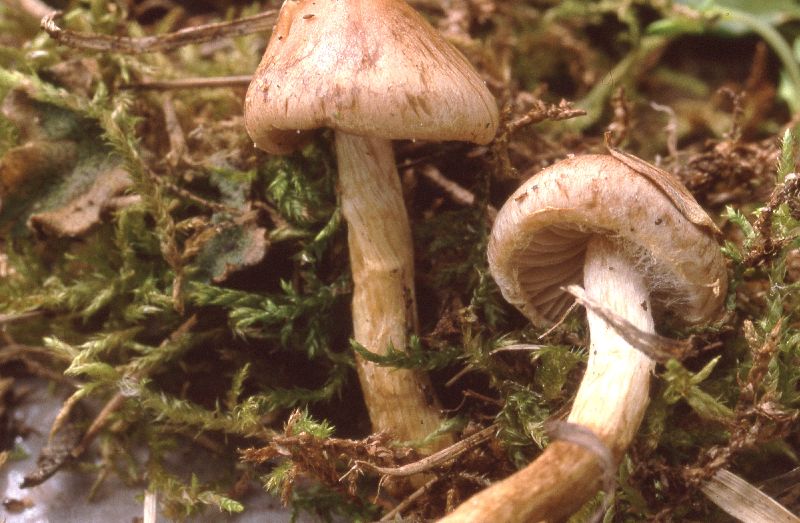 Hebeloma bruchetii image