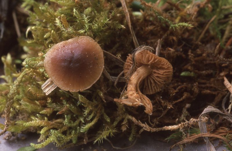 Hebeloma kuehneri image
