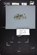 Parasola plicatilis image