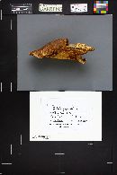 Tricholomopsis rutilans image