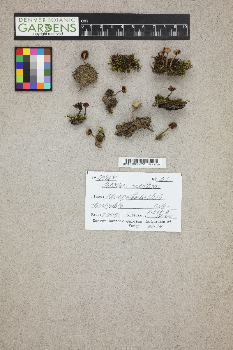 Laccaria montana image