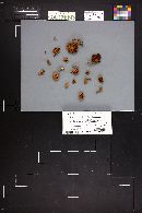 Kuehneromyces vernalis image