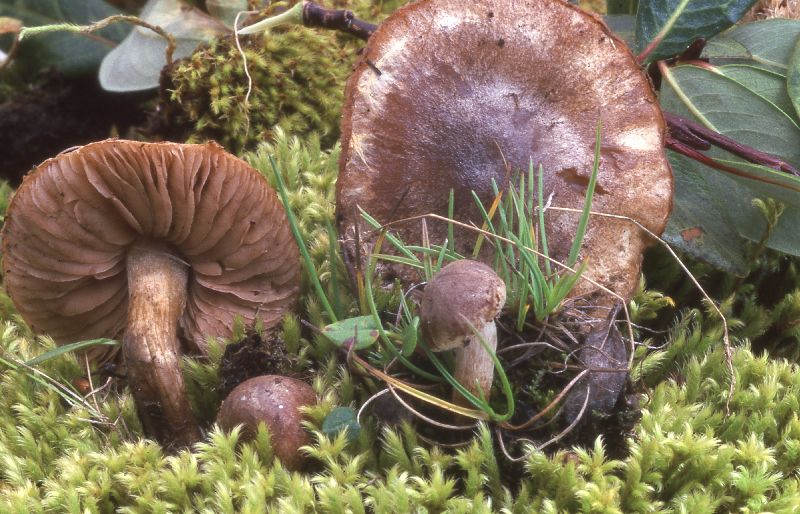 Hebeloma marginatulum image