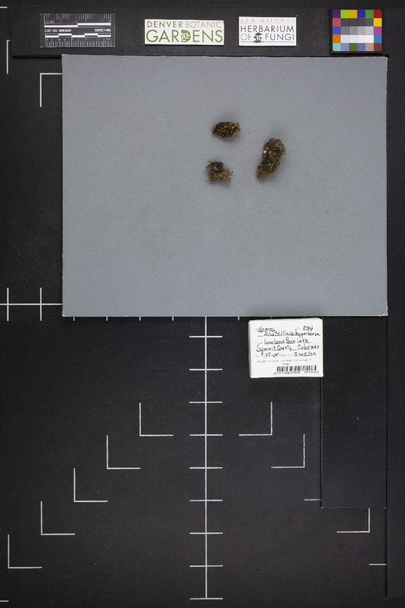 Scutellinia hyperborea image