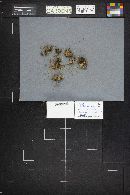 Scutellinia hyperborea image