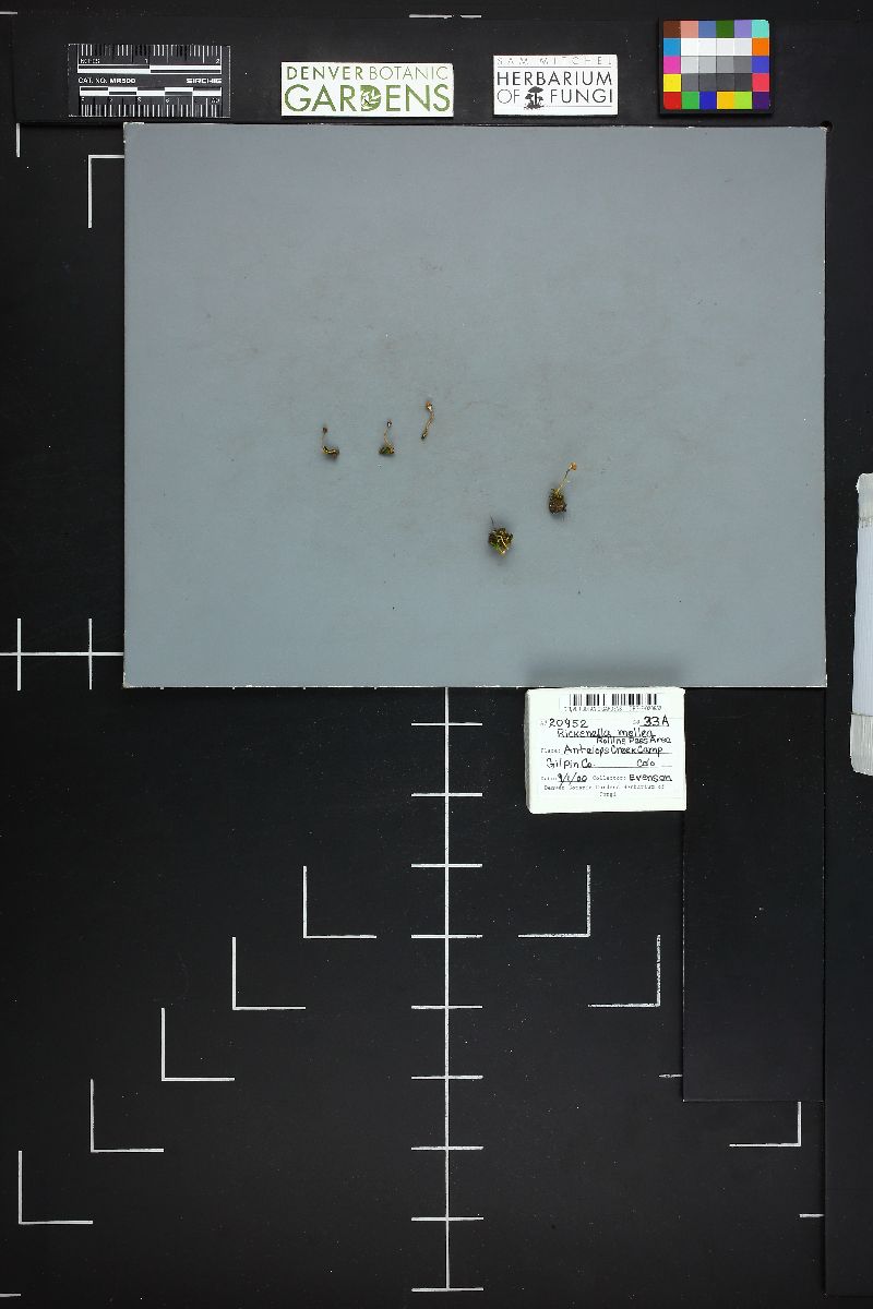 Rickenella mellea image