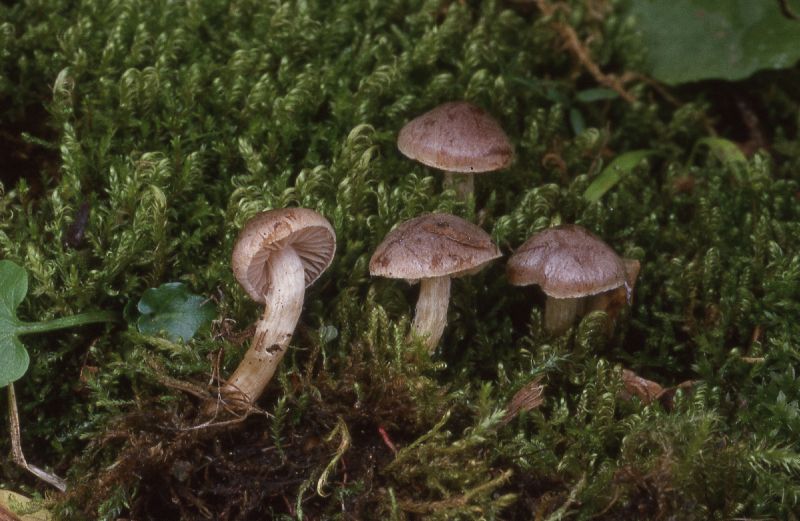Hebeloma kuhneri image