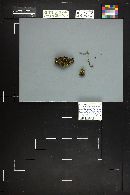 Alnicola melinoides image