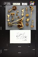 Stropharia coronilla image