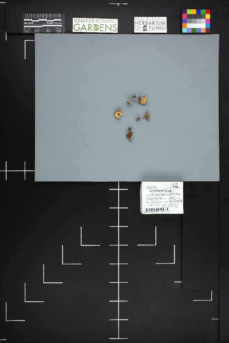 Leucoagaricus melanotrichus image