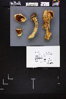 Agaricus albolutescens image