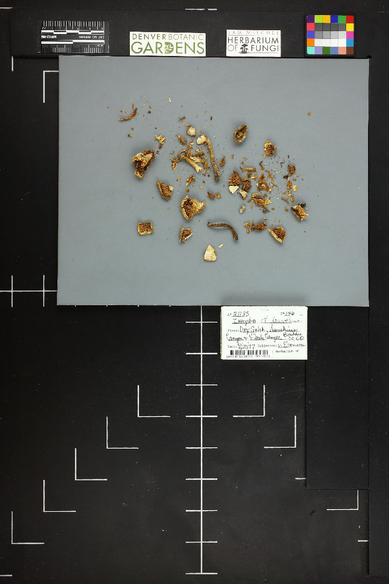 Inocybe leucoblema image