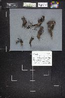 Meripilus giganteus image