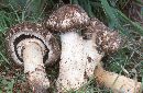 Agaricus subperonatus image