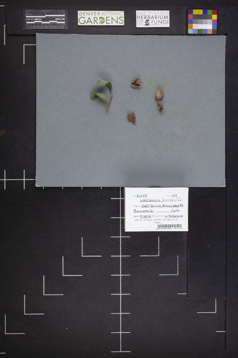 Lactarius lanceolatus image