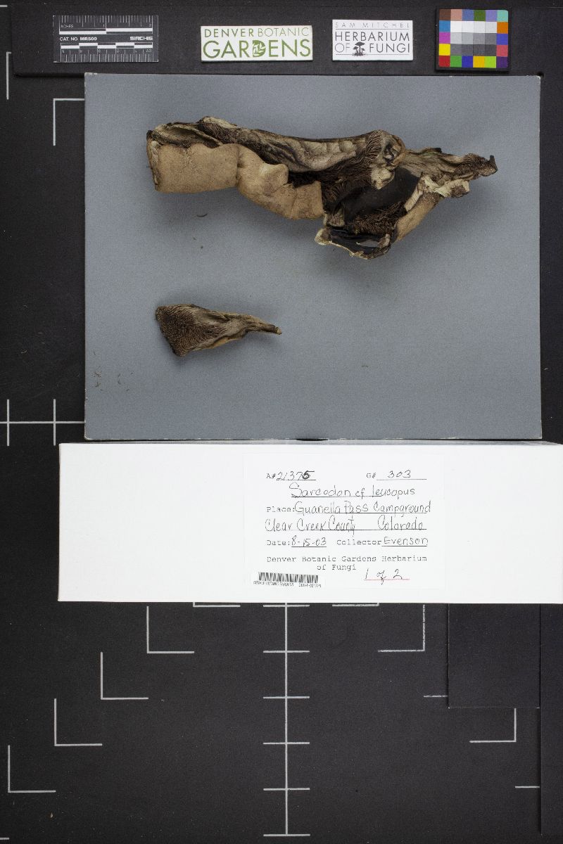 Sarcodon leucopus image