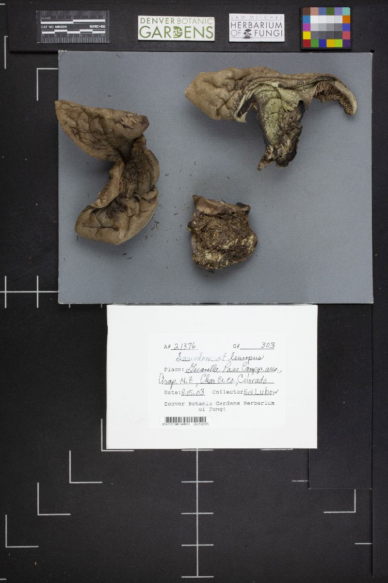 Sarcodon leucopus image