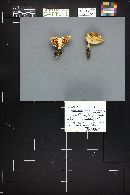Tricholoma saponaceum image