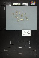 Inocybe geophylla image