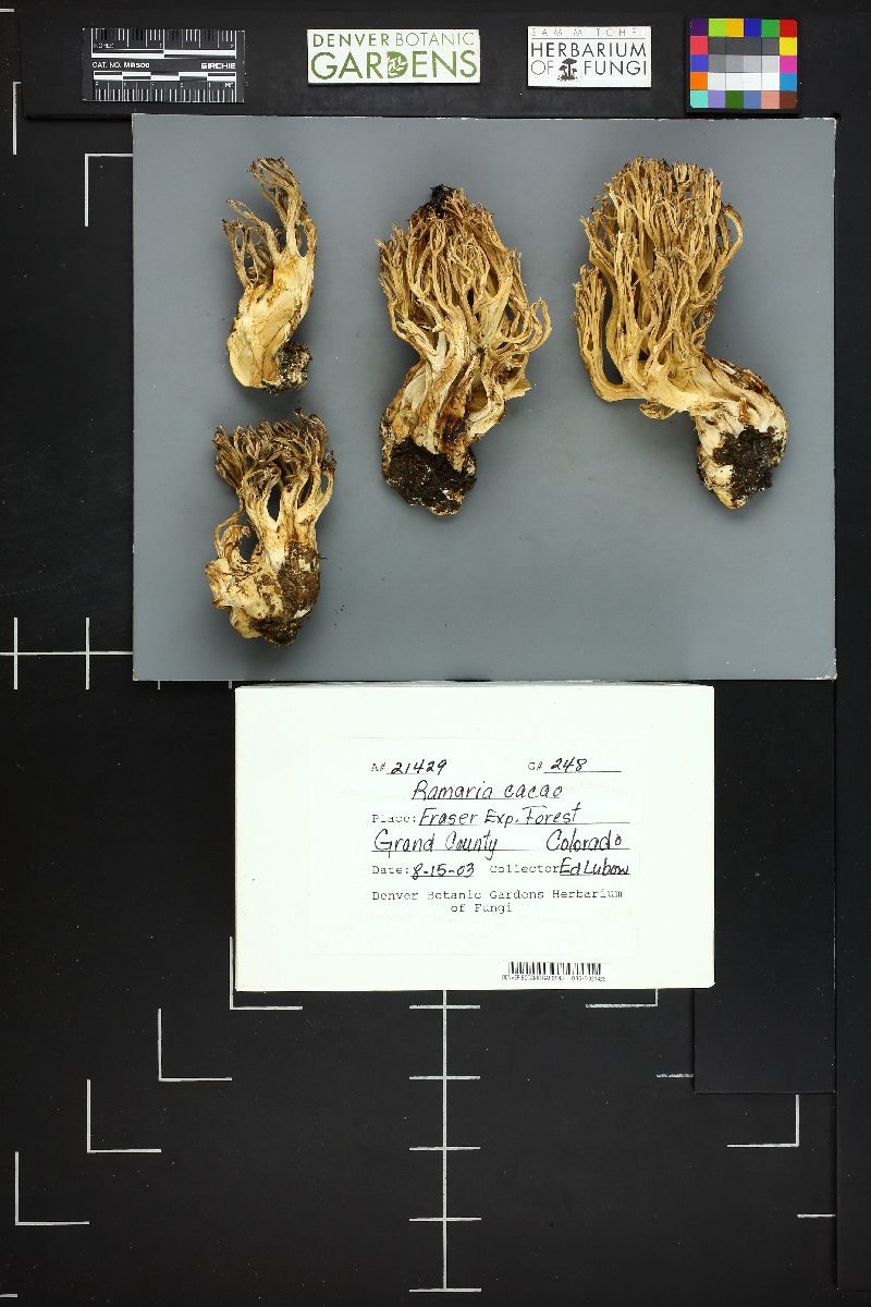 Ramaria cacao image