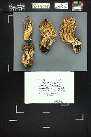 Ramaria cacao image