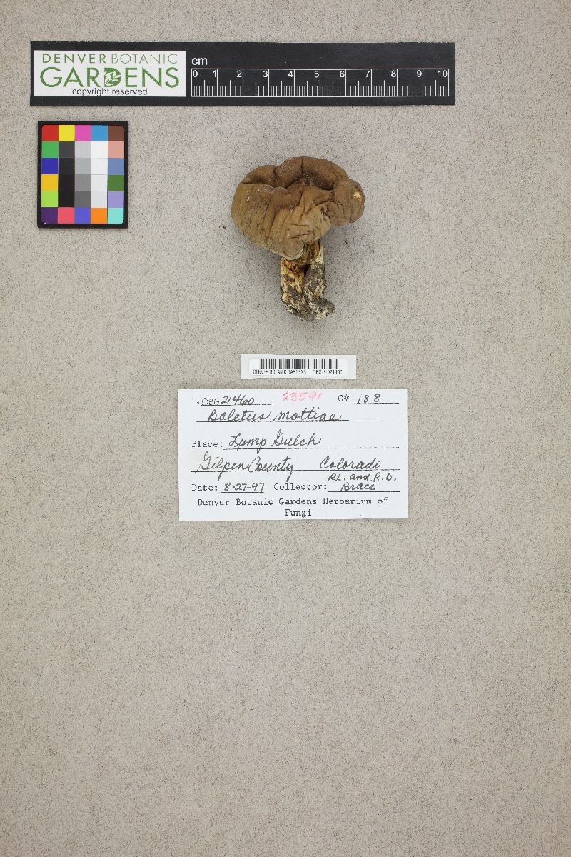 Boletus mottiae image