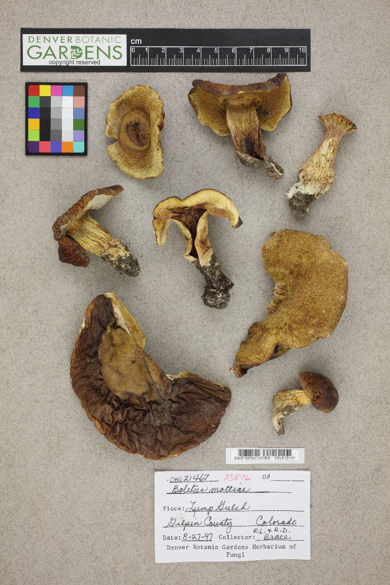 Boletus mottiae image