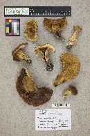 Boletus mottiae image