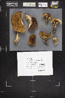 Boletus mottiae image