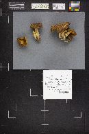 Boletus porosporus var. americanus image