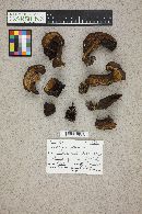 Boletus erythropus image