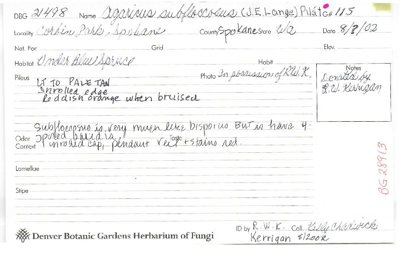 Agaricus subfloccosus image