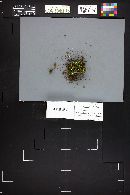 Xeromphalina cauticinalis image