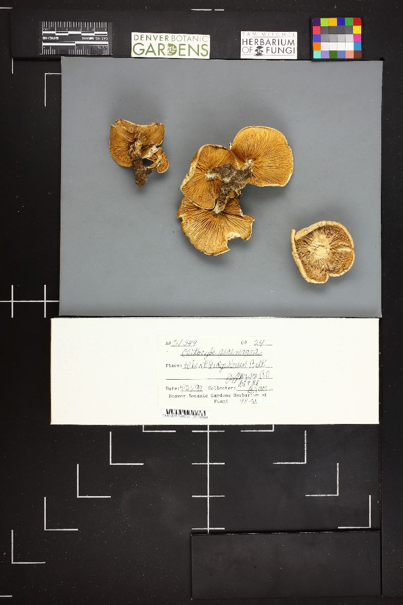 Clitocybe praemagna image