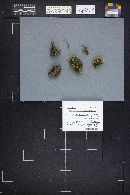 Scutellinia umbrorum image
