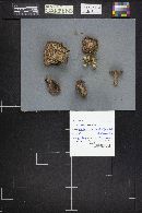 Lactarius uvidus image