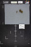 Scutellinia kerguelensis image