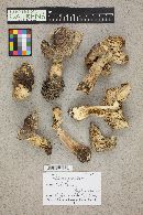 Tricholoma portentosum image