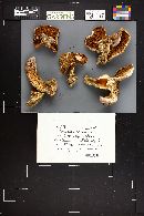 Cortinarius sodagnitus image