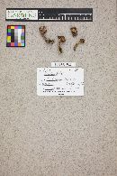Suillus lakei image