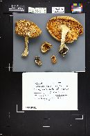 Amanita muscaria var. flavivolvata image