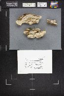 Bjerkandera adusta image