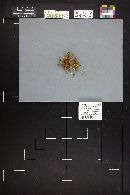 Arrhenia auriscalpium image