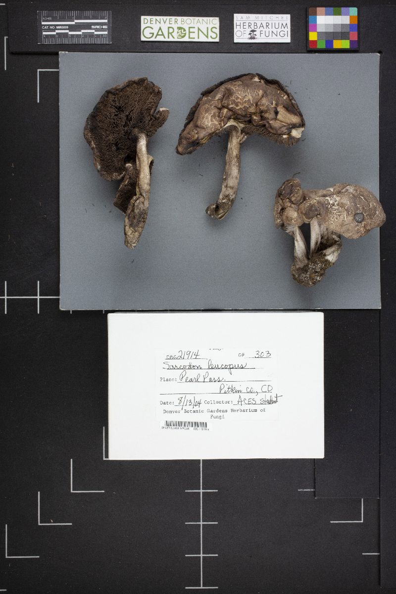 Sarcodon leucopus image