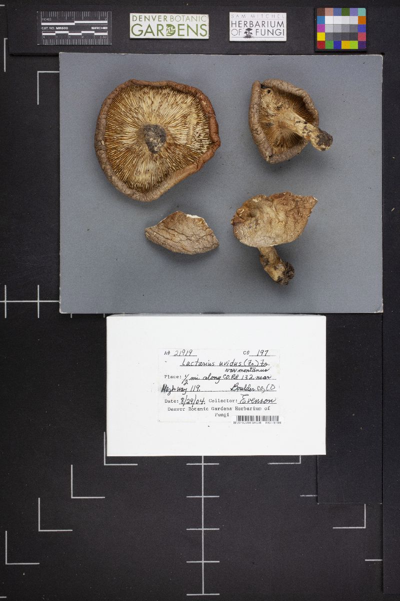 Lactarius montanus image