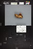 Gymnopilus bellulus image